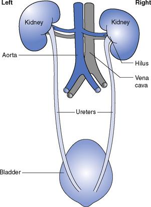 Powerful Hydration Strategies to Keep Your Urinary System Thriving