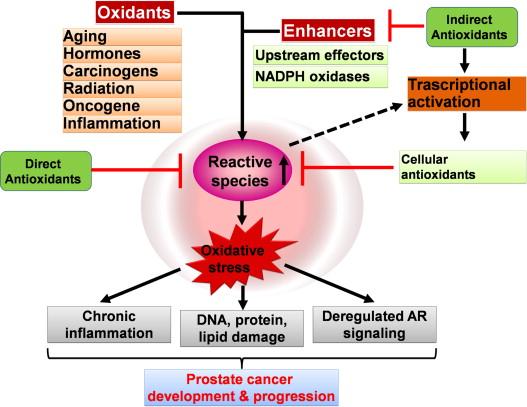 Unlock the Power of Antioxidants for a Stronger Prostate