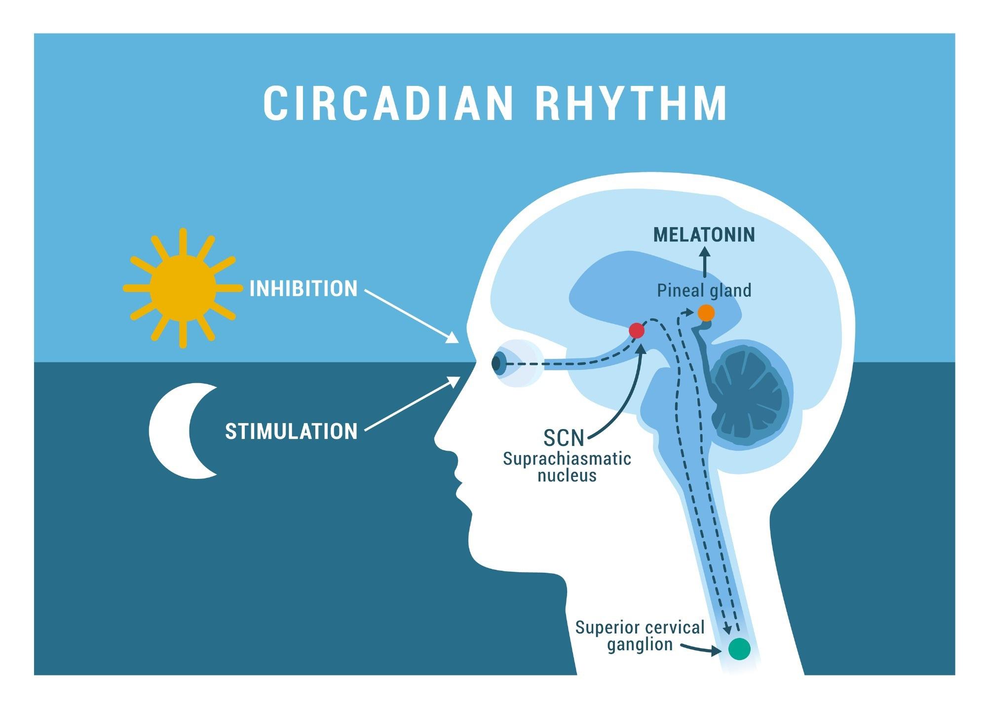 The Importance of Quality Sleep in Hormone Regulation