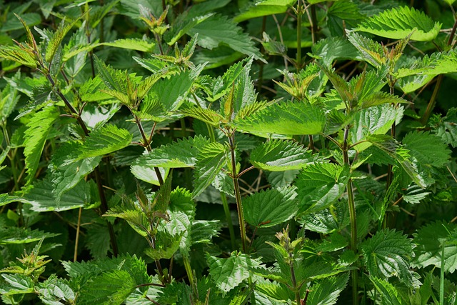 Simple Tips for Herbs for Blood Sugar