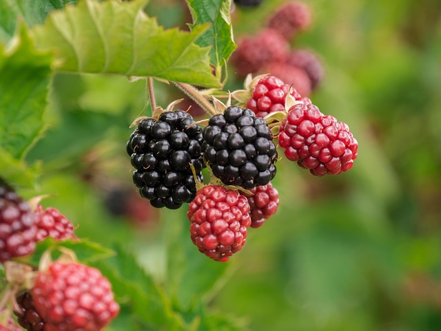 Top 5 Vitamins for Better Vision