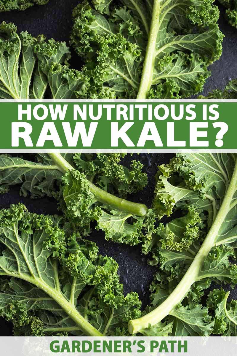 Tracking Progress and Adjusting Kale Intake for Continued Results