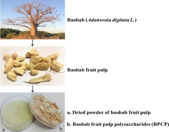 Integrating Baobab Powder into Your Daily Diet for Maximum Core Tightening Results