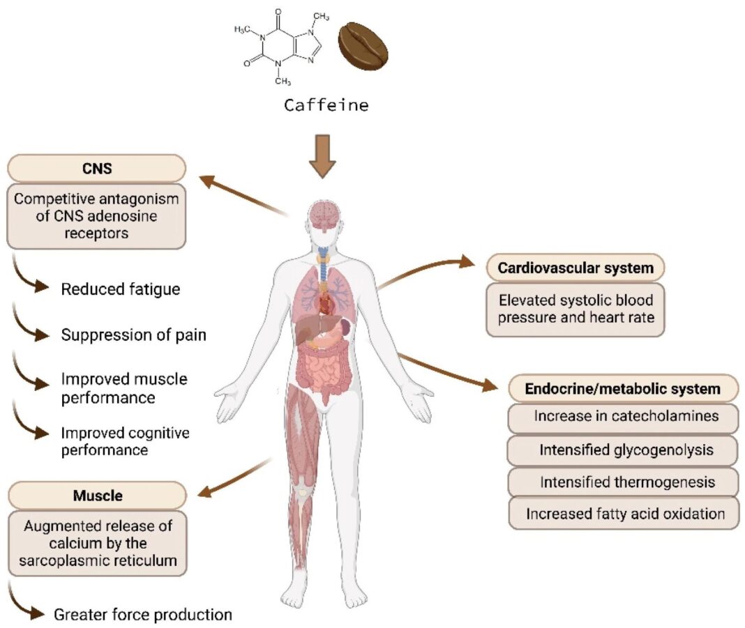 How to Boost Metabolism and Lose 12kg in 30 Days with Coffee