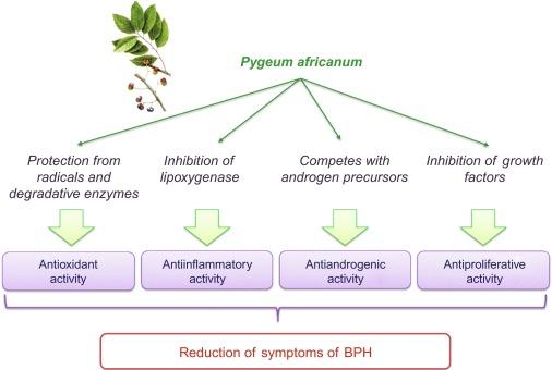 Mechanisms by Which Pygeum Supports Abdominal Fat Reduction