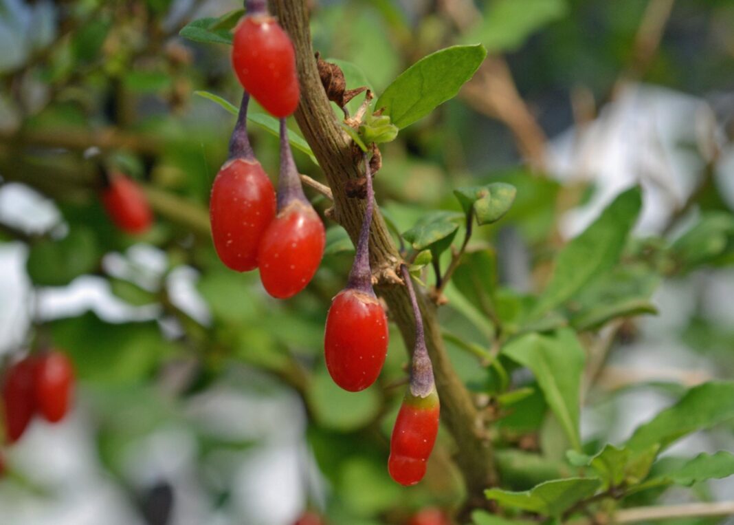 How to restore virility naturally in 7 days with goji berries