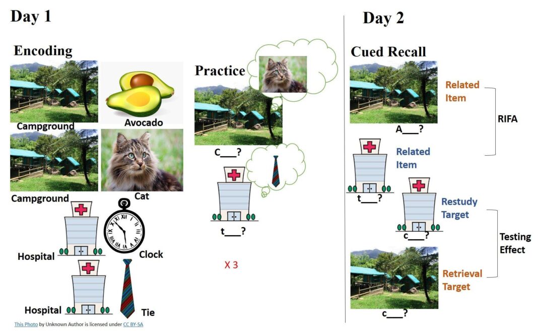 How to boost memory recall and boost brain power by 20% in 14 days with avocado