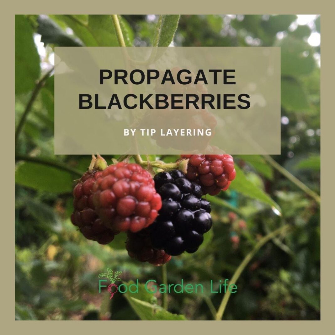 How to increase hormonal drive by 11% in 90 days using blackberries