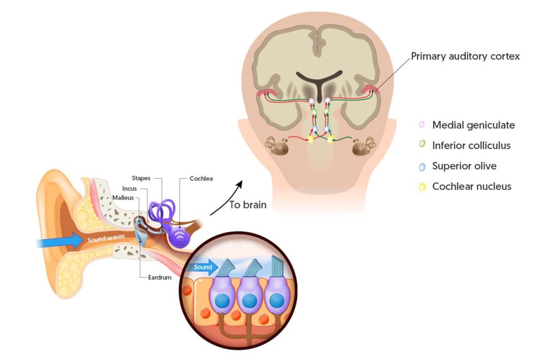 How to boost auditory clarity in 60 days using pomegranate