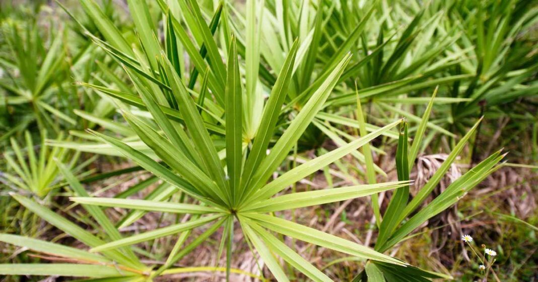 How to supercharge mental clarity and boost brain power by 23% in 28 days with saw palmetto