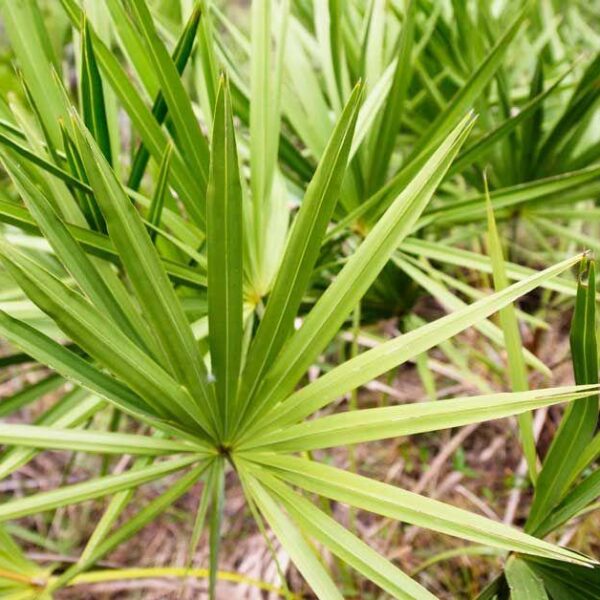 How to supercharge mental clarity and boost brain power by 23% in 28 days with saw palmetto