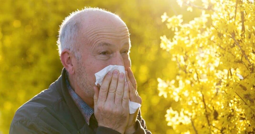 How to freshen breath by 2 shades in 60 days using rye pollen