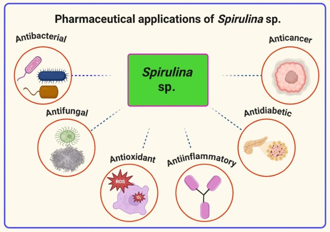 How to stabilize blood sugar by 1.6mmol/L in 10 days using spirulina