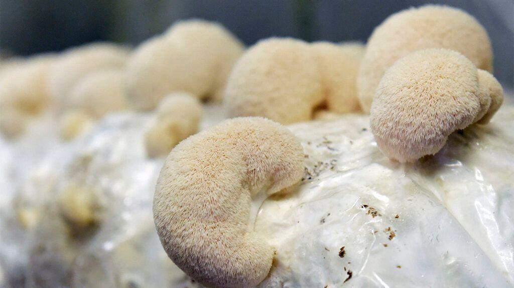 Scientific Evidence Supporting Lion's Mane Mushroom for Weight Loss