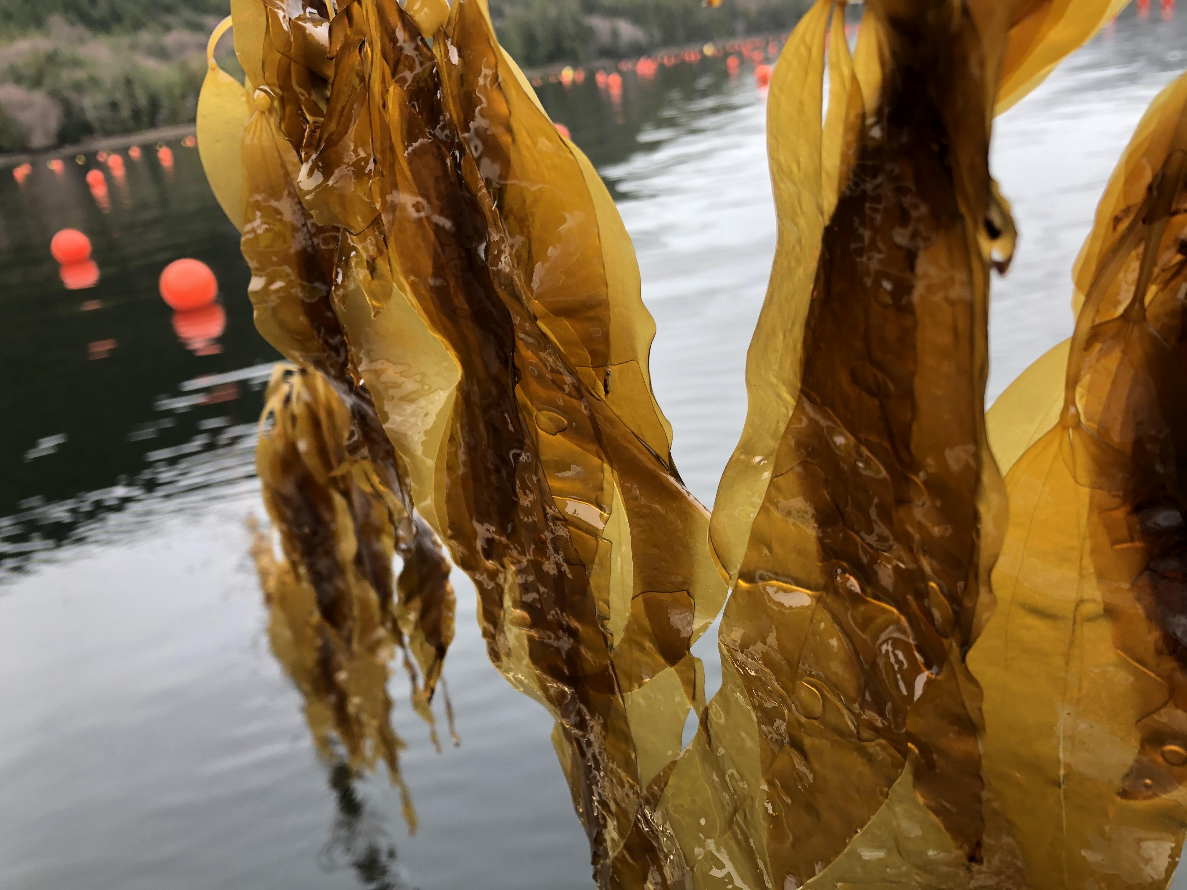 Incorporating Kelp into Your Daily Diet for Optimal Results