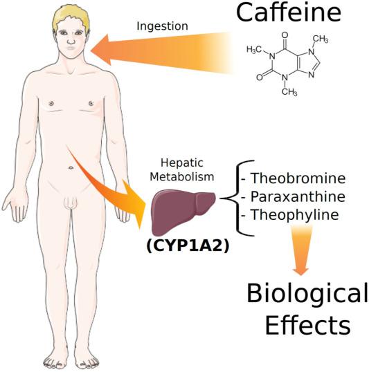 Understanding the Role of Coffee in Metabolic Enhancement