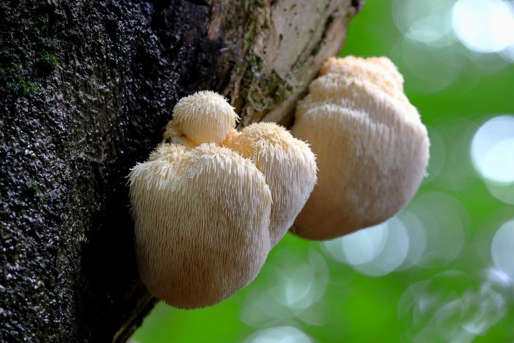 Incorporating Lion's Mane Mushroom into Your Daily Routine for Optimal Results
