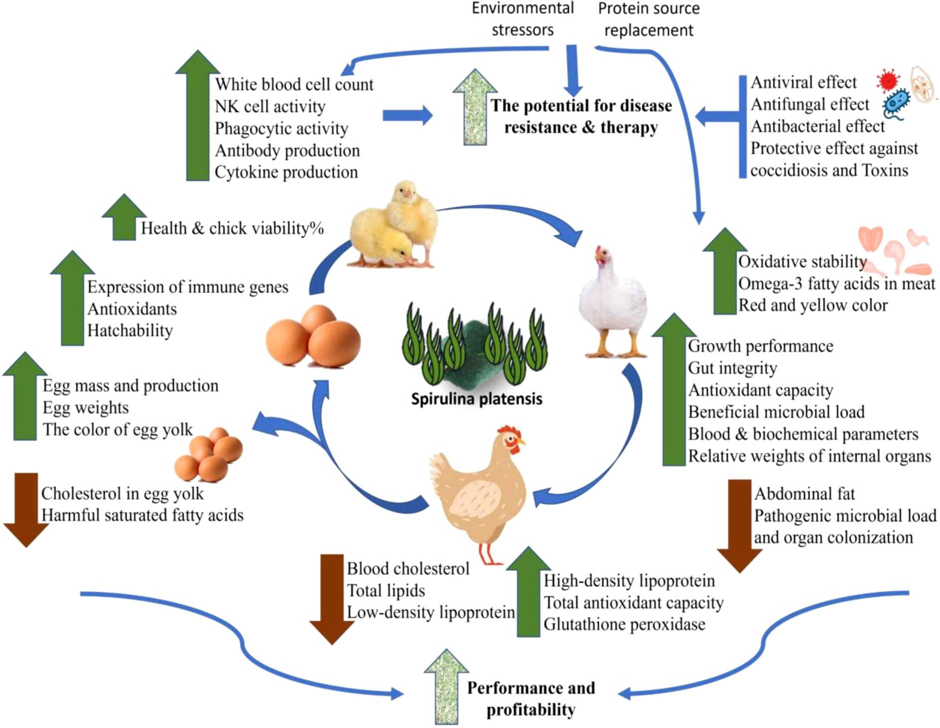 Understanding the Role of Spirulina in Reducing Abdominal Fat