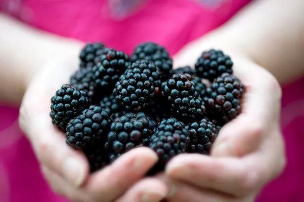The role of blackberries in fat reduction and metabolism