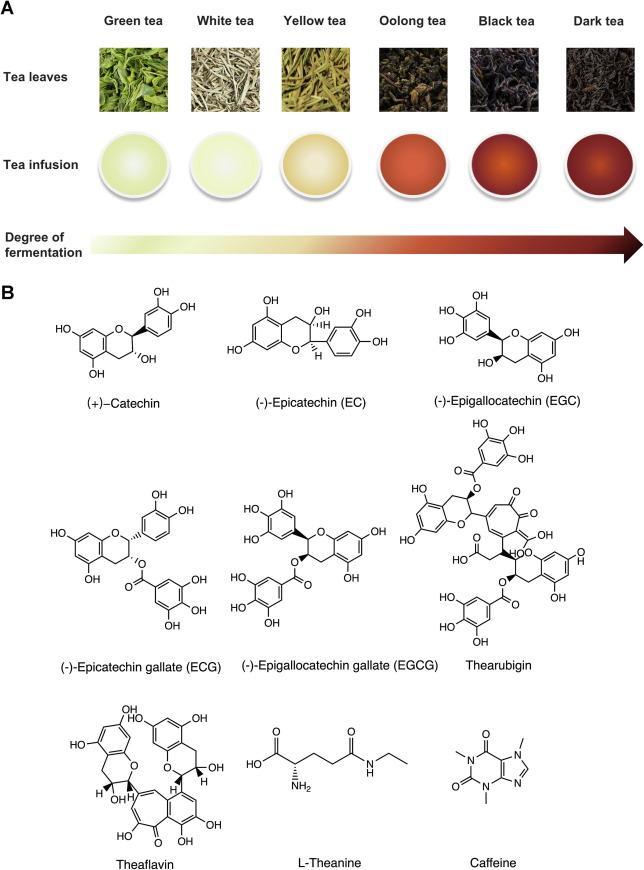 Key Active Compounds in Green Tea That Promote Fat Loss