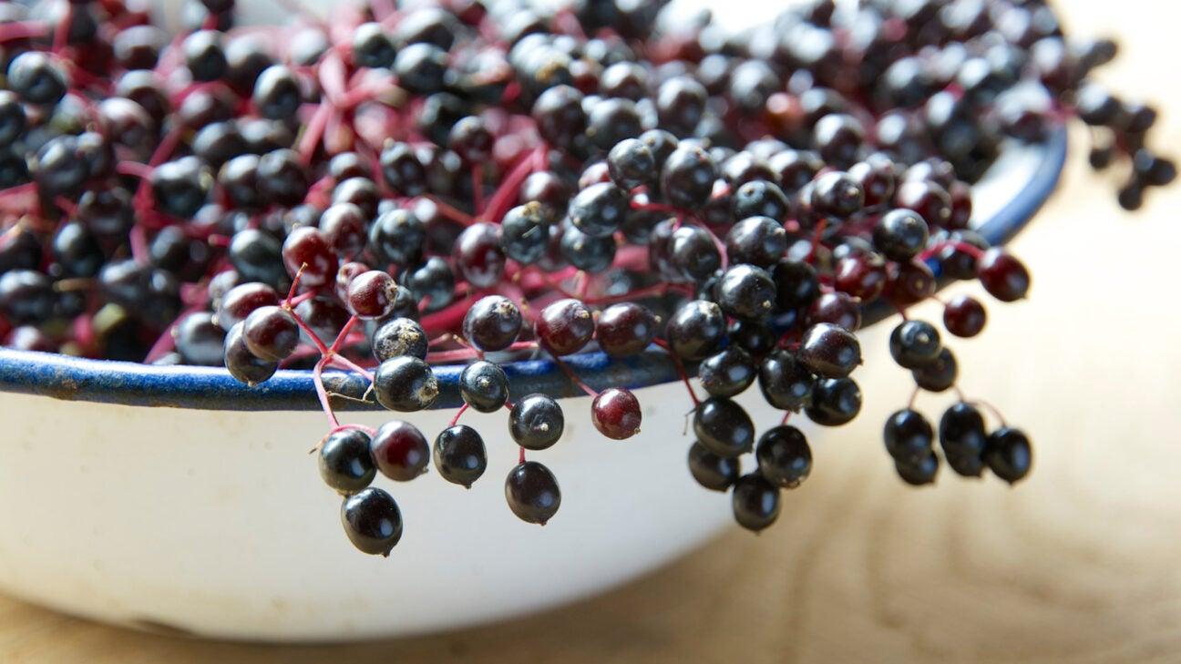 Potential Side Effects and Safety Considerations When Using Elderberry