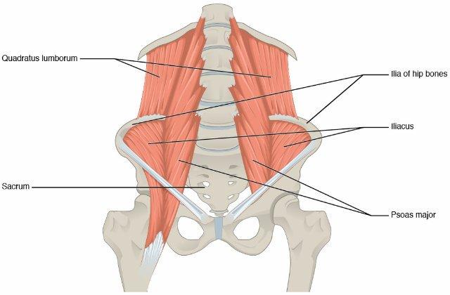 Understanding Love Handles and Their Causes