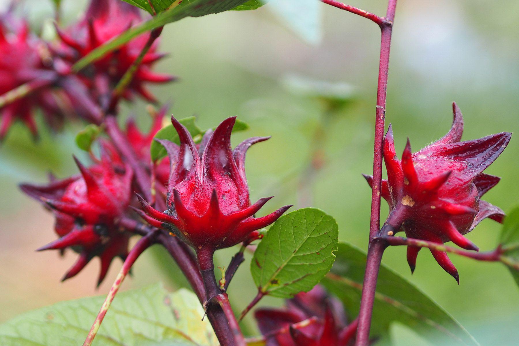 Monitoring Progress and Adjusting Your Hibiscus Tea Intake Safely