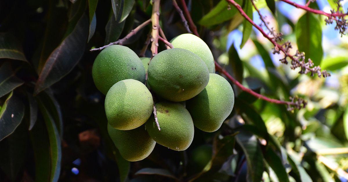 Understanding the Role of Mango in Core Fat Reduction