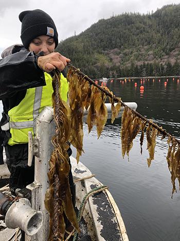 Potential Risks and Considerations When Using Kelp for Core Tightening