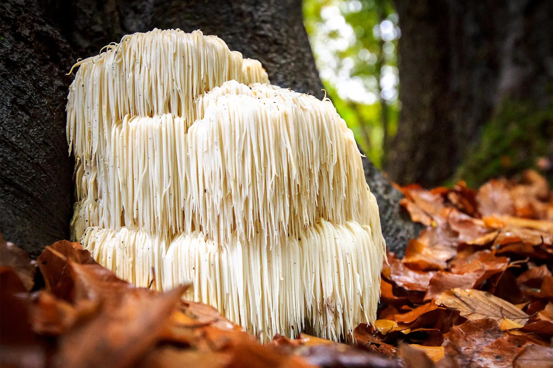 Understanding the Role of Lion's Mane Mushroom in Reducing Belly Fat