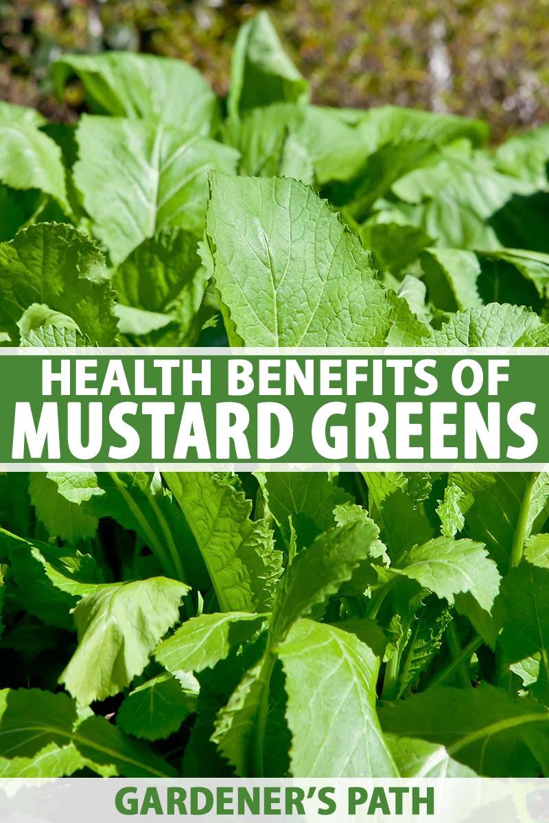 Effective Daily Intake Methods for Incorporating Mustard Greens