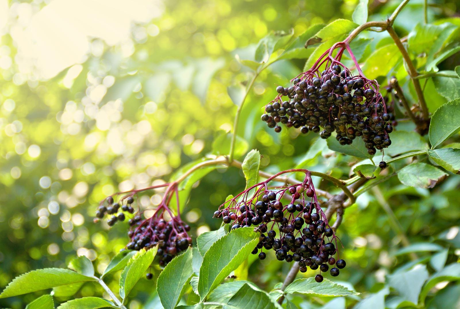 Tracking Progress and Adjusting Your Elderberry Intake