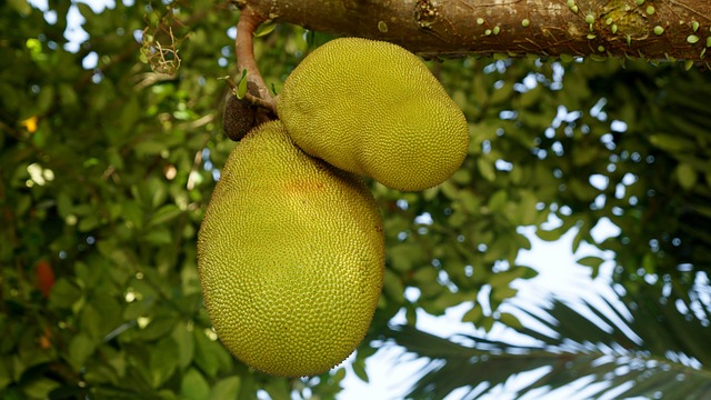 Top 10 Health Benefits For Eating Jackfruit Daily