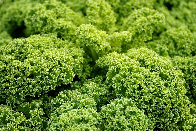 Top 10 Health Benefits For Eating Kale Daily