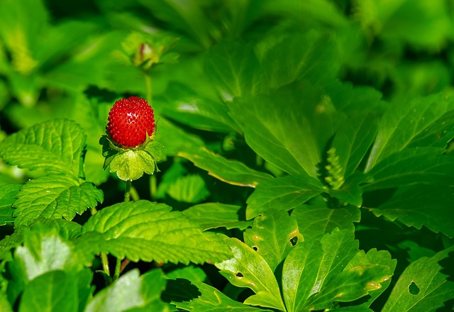 Top 11 Health Benefits For Eating Strawberries Daily