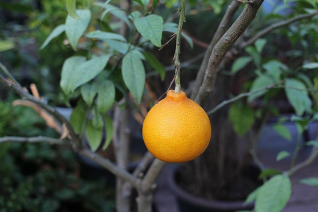 Top 11 Health Benefits For Eating Tangerines Daily