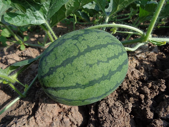 Top 11 Health Benefits For Eating Watermelon Daily