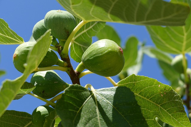 Top 14 Health Benefits For Eating Figs Daily