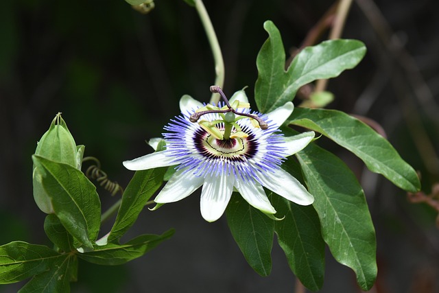 Top 15 Health Benefits For Eating Passion Fruit Daily