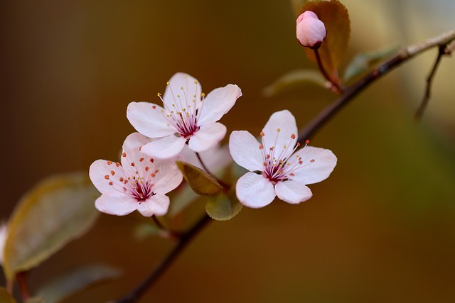 Top 5 Health Benefits For Eating Plums Daily