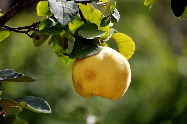 Top 5 Health Benefits For Eating Quince Daily