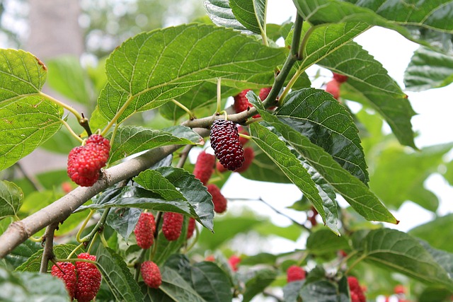 Top 6 Health Benefits For Eating Mulberries Daily