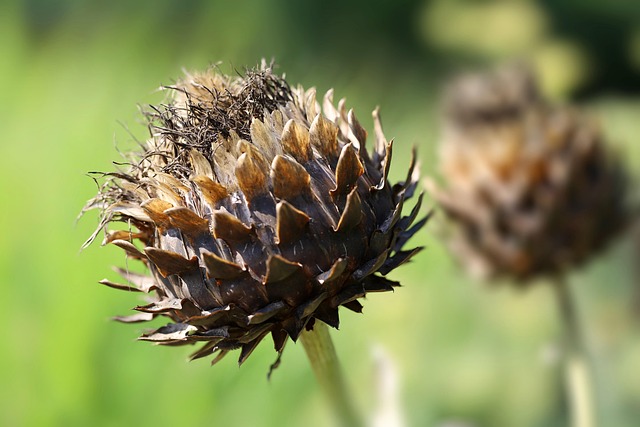 Top 8 Health Benefits For Eating Artichokes Daily