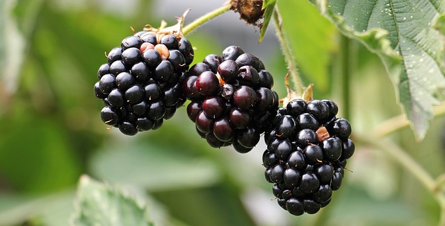 Top 8 Health Benefits For Eating Blackberries Daily