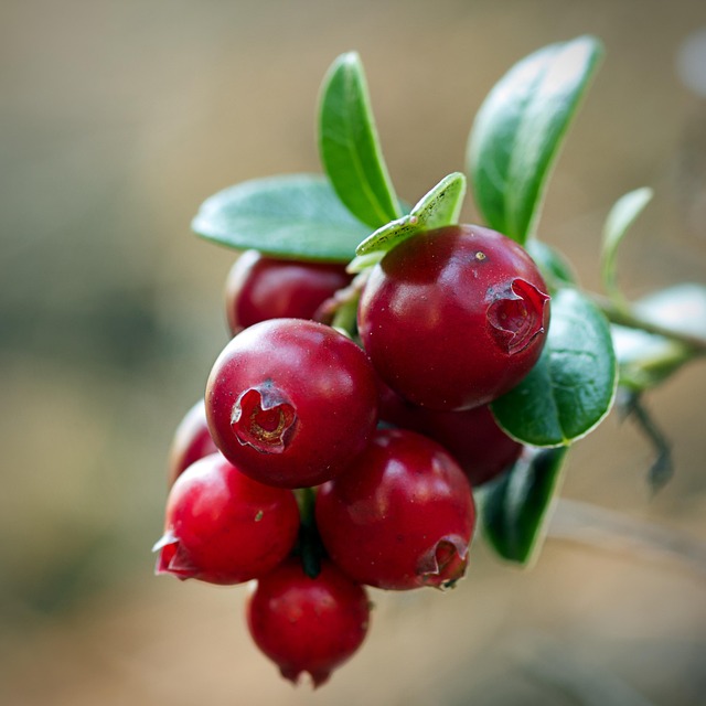 Top 8 Health Benefits For Eating Cranberries Daily