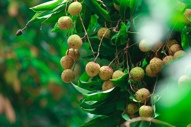 Top 9 Health Benefits For Eating Lychee Daily