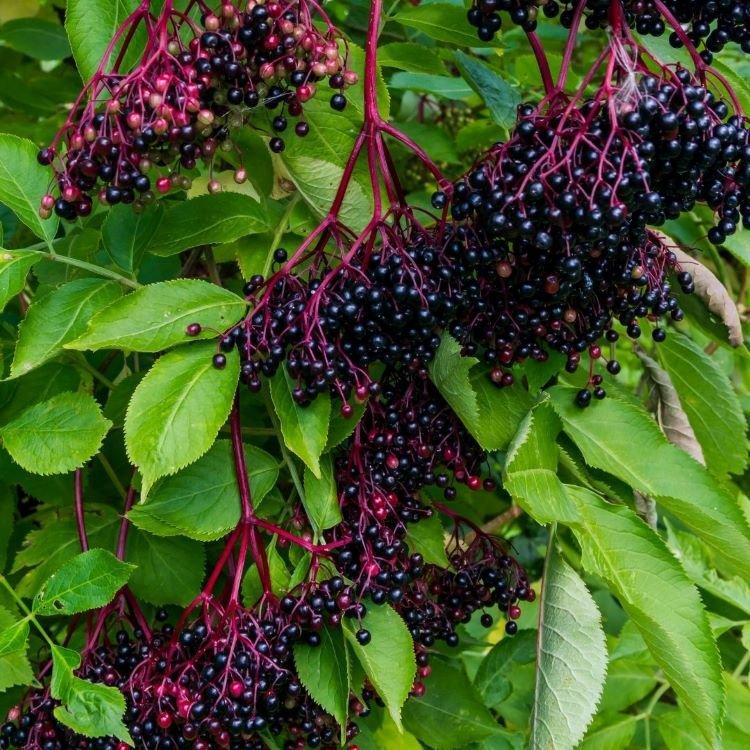 Incorporating Elderberry into Your Daily Diet for Maximum Effect