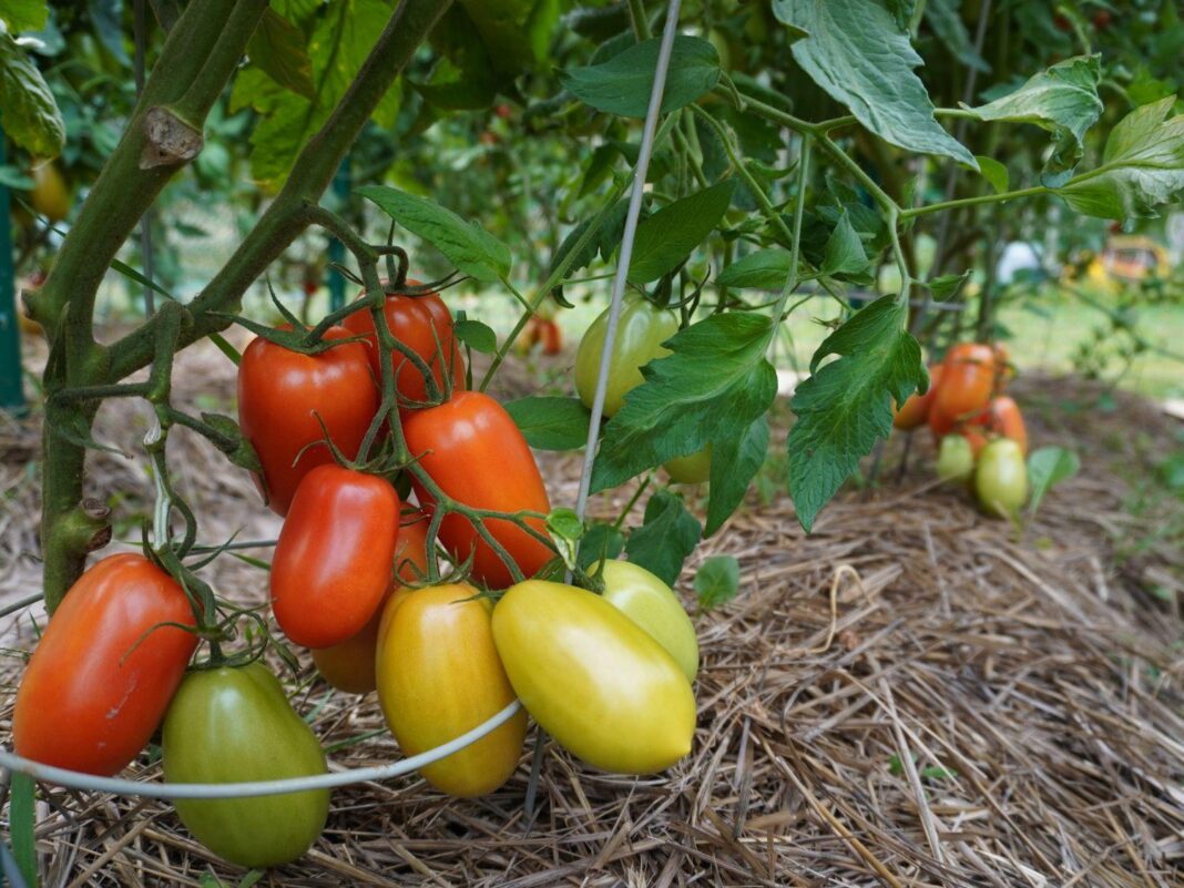 How to hear crisp sounds again in 7 days using tomato