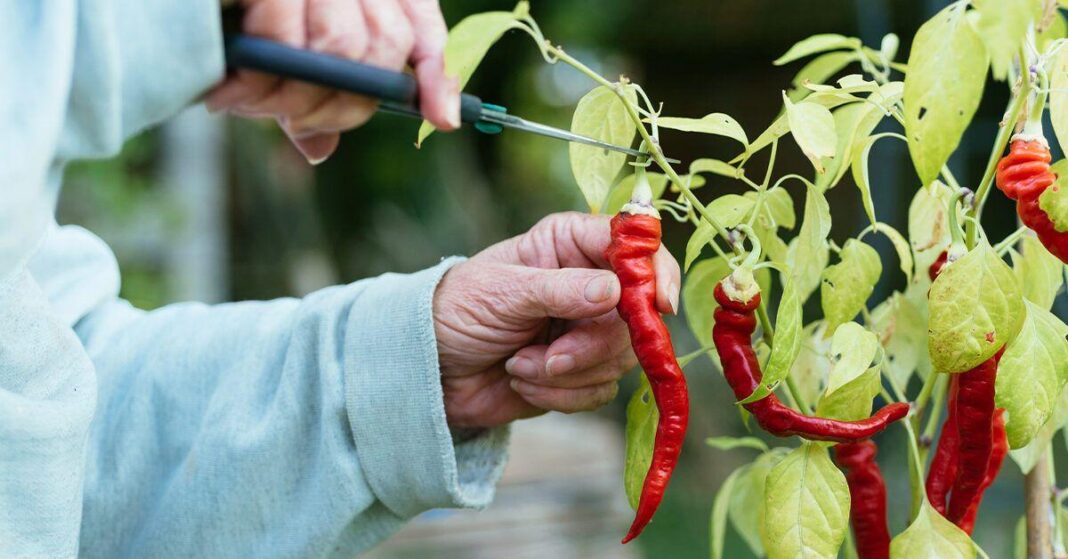 How to ease hot flashes in 14 days using cayenne pepper