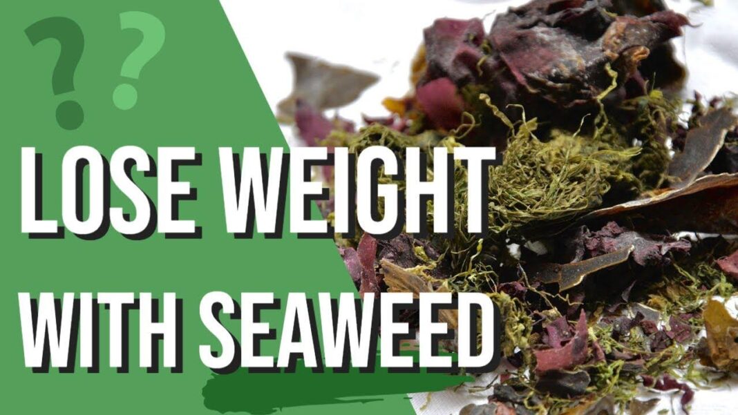 How to Melt Fat Fast: Lose 9kg in 21 Days with Seaweed